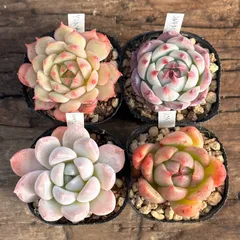 【1-6】多肉植物４点セット（現品限り）