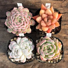 【1-8】多肉植物４点セット（現品限り）