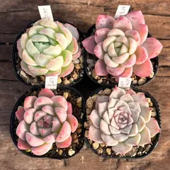 【1-9】多肉植物４点セット（現品限り）