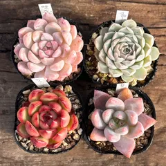 【1-10】多肉植物４点セット（現品限り）