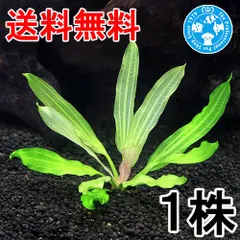 （ネコポス）エキノドルス　トリカラー（水中葉）（無農薬）（１株）（４０５４５８）