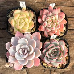 【1-11】多肉植物４点セット（現品限り）