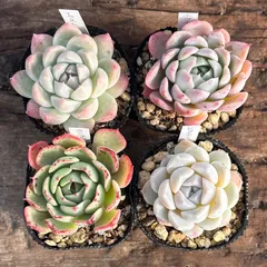 【1-12】多肉植物４点セット（現品限り）