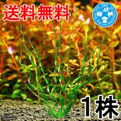 （ネコポス）エキノドルス　ベスビウス（水中葉）（無農薬）（１株）（４０５４６０）