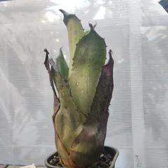 2026年最新】ホヘンベルギアの人気アイテム - メルカリ