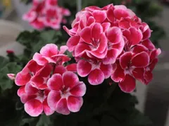 【ゼラニウム】2個まとめ売り☆ムーンライト・イレニア