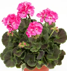 【ゼラニウム】2個まとめ売り☆チョコレートピンク