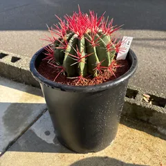 2026年最新】金冠竜の人気アイテム - メルカリ