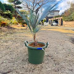 極太幹】ワシントンヤシ - メルカリ