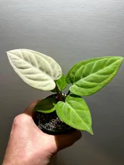 2026年最新】anthurium luxuriansの人気アイテム - メルカリ