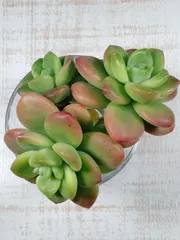 a*s様 ③大きめ苗! 青鬼❣️紅染華❣️龍鱗蓮華❣️発根済 6苗 メルカリ便送 2026年最新】観葉植物の人気アイテム - メルカリ