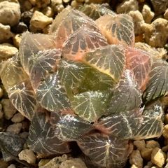 28a 多肉植物 ハオルチア　玉兎オブツーサ錦糊斑　自家繁殖　鉢植え発送 28a 多肉植物 ハオルチア 玉兎オブツーサ錦糊斑 自家繁殖 鉢植え発送