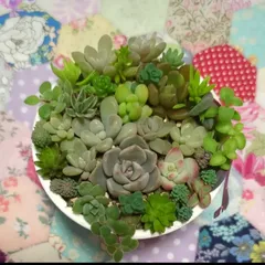 多肉植物　カット苗　ちび苗寄せ植えセット　２　７センチ