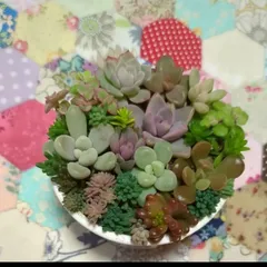 多肉植物　カット苗　ちび苗寄せ植えセット３　７センチ