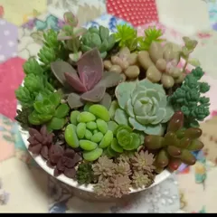 多肉植物　カット苗　ちび苗寄せ植えセット　７　７センチ