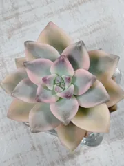 桜牡丹錦　多肉植物