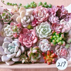 217 多肉植物寄せ植えセット