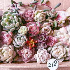 218 多肉植物寄せ植えセット
