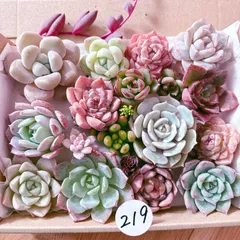 219 多肉植物寄せ植えセット