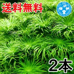 2026年最新】ホシクサの人気アイテム - メルカリ