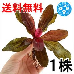 （ネコポス）エキノドルス　ハディレッドパール（水中葉）（無農薬）（１株）（４０５４８８）