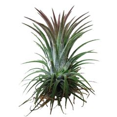 サンゴ 置物 サンゴ礁 珊瑚礁 パイプオルガン珊瑚 珊瑚 サンゴ 赤珊瑚