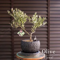 2026年最新】オリーブ 盆栽の人気アイテム - メルカリ