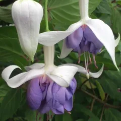 【 LUCYさん専用 】フクシア　フィーンラスト 等　2株