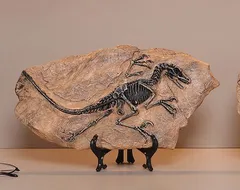 恐竜の化石レプリカ置物 33cm　ティラノサウス　インテリア