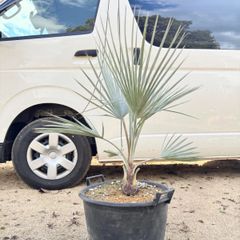 極太幹】ワシントンヤシ - メルカリ