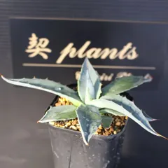 2026年最新】アガベ モンタナの人気アイテム - メルカリ