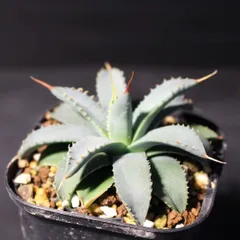 2026年最新】アガベ ネバデンシスの人気アイテム - メルカリ