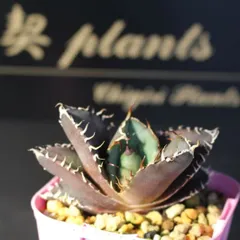 2026年最新】アガベオテロイの人気アイテム - メルカリ