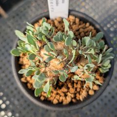 チレコドン オペリー ※メルカリ便(鉢植え) - メルカリ