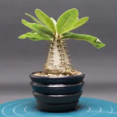 ◾️鉢ごとメルカリ便◾️グラキリスL ◾️鉢ごとメルカリ便◾️グラキリスL