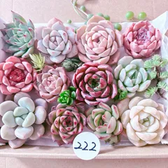 222 多肉植物寄せ植えセット