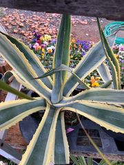 特大‼️アメリカーナ華厳60センチ弱仔株付き 特大‼️アメリカーナ華厳60センチ弱仔株付き - メルカリ