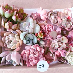 39 訳あり多肉植物