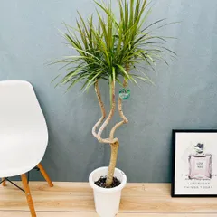 2026年最新】ドラセナ コンシンネの人気アイテム - メルカリ