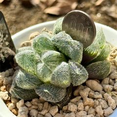 ブラックオブツーサ錦 H1907 - メルカリ