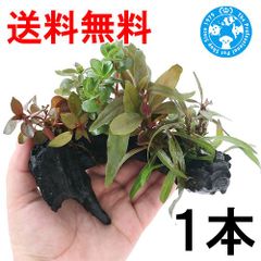 おまかせ水草　流木付　紅葉ミックス　Ｓサイズ（水上葉）（無農薬）（１本）（約１５ｃｍ）（４６１８９５）