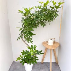 ドラセナ コンシンネ マジェンタ 1【現品】観葉植物 室内 大型 - メルカリ