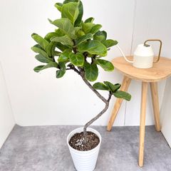 ドラセナ コンシンネ マジェンタ 1【現品】観葉植物 室内 大型 - メルカリ