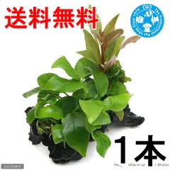 2026年最新】アヌビアスナナの人気アイテム - メルカリ