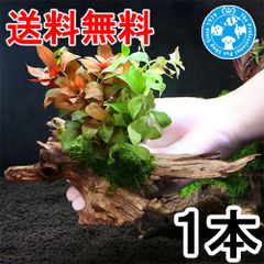 流木　ザ　ボンサイ　ｖｅｒ．おまかせモス＆有茎草（水上葉）ＭＩＸ（無農薬）（１個）（約１５ｃｍ）（４３４５３１）