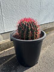 希少な特大サイズ　特特大　特大サイズ　フェロカクタス　赤鳳　12号　尺2サイズ 希少な特大サイズ 特特大 特大サイズ フェロカクタス 赤鳳 12号 尺2