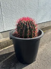 純黄刺 金冠竜 実生 鉢植えメルカリ便送料込み 純黄刺 金冠竜 実生 鉢植えメルカリ便送料込み