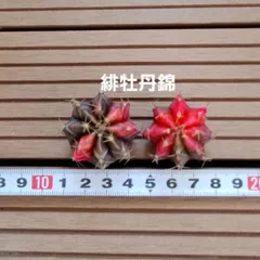 多肉植物『緋牡丹錦』2苗セット