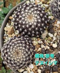 種子１０粒 Copiapoa tenuissima コピアポア テヌイシマ サボテン Cactus