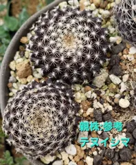 2026年最新】copiapoaの人気アイテム - メルカリ